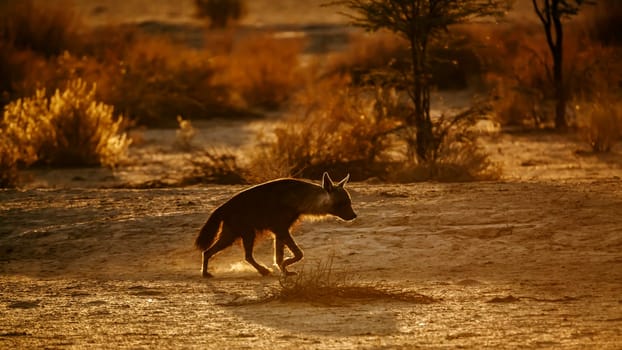 Brown hyena walking in backlit at dusk in Kgalagadi transfrontier park, South Africa; specie Parahyaena brunnea family of Hyaenidae