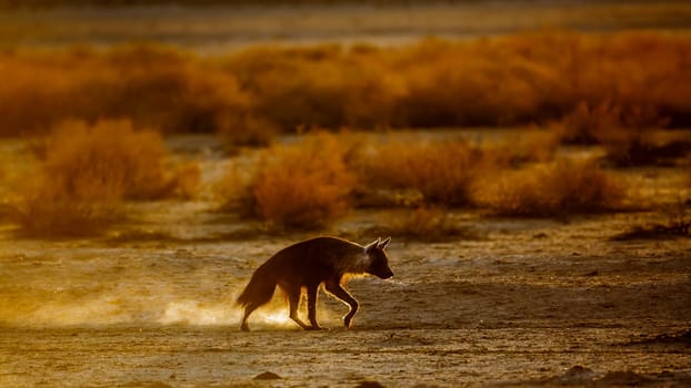 Brown hyena walking in backlit at dusk in Kgalagadi transfrontier park, South Africa; specie Parahyaena brunnea family of Hyaenidae