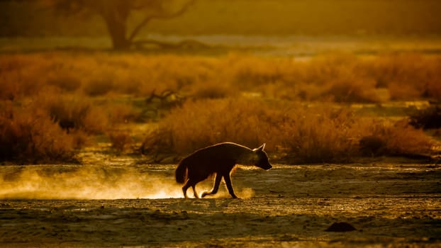 Brown hyena walking in backlit at dusk in Kgalagadi transfrontier park, South Africa; specie Parahyaena brunnea family of Hyaenidae