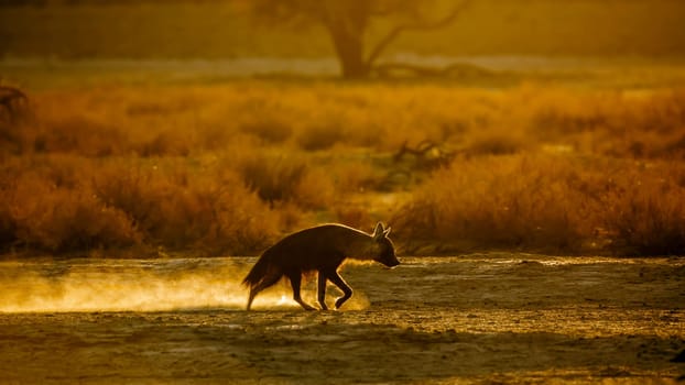 Brown hyena walking in backlit at dusk in Kgalagadi transfrontier park, South Africa; specie Parahyaena brunnea family of Hyaenidae