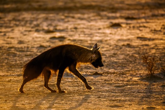 Brown hyena walking in backlit at dusk in Kgalagadi transfrontier park, South Africa; specie Parahyaena brunnea family of Hyaenidae