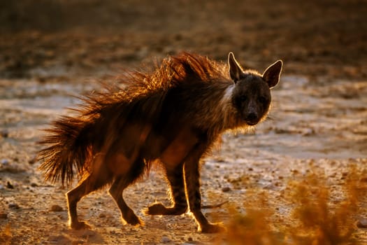 Brown hyena walking in backlit hairs up in Kgalagadi transfrontier park, South Africa; specie Parahyaena brunnea family of Hyaenidae