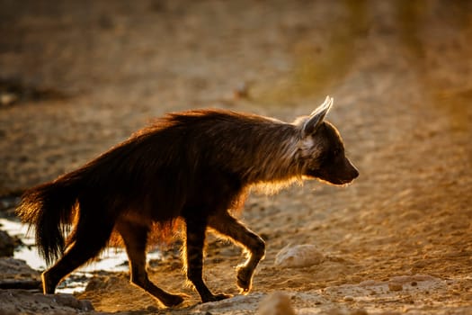 Brown hyena walking backlit at dawn in Kgalagadi transfrontier park, South Africa; specie Parahyaena brunnea family of Hyaenidae