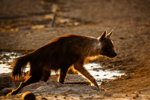 Brown hyena walking backlit at dawn in Kgalagadi transfrontier park, South Africa; specie Parahyaena brunnea family of Hyaenidae