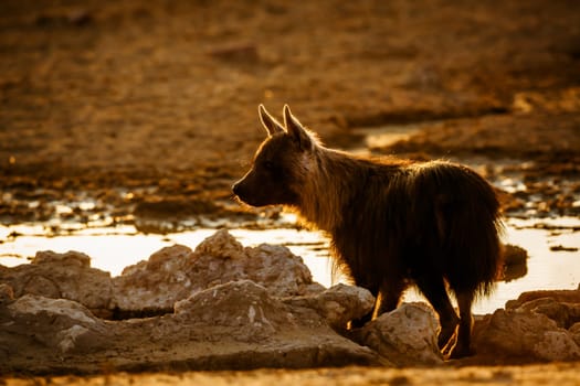 Brown hyena at waterhole at sunset in Kgalagadi transfrontier park, South Africa; specie Parahyaena brunnea family of Hyaenidae