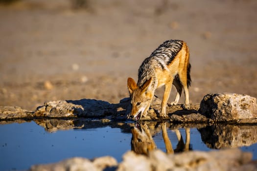 Black backed jackal drinking at waterhole in Kgalagadi transfrontier park, South Africa ; Specie Canis mesomelas family of Canidae