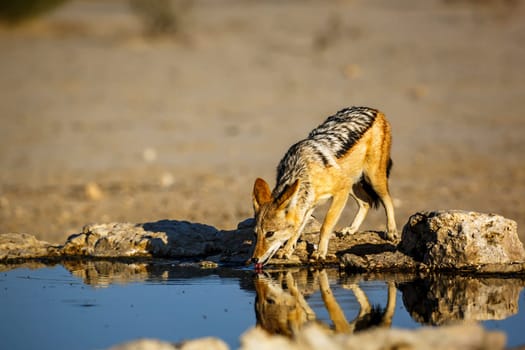 Black backed jackal drinking at waterhole in Kgalagadi transfrontier park, South Africa ; Specie Canis mesomelas family of Canidae