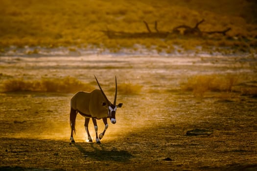 South African Oryx walking in sand at sunset in Kgalagadi transfrontier park, South Africa; specie Oryx gazella family of Bovidae