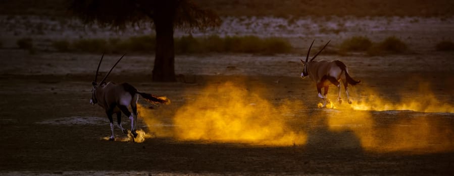 Two South African Oryx running backlit in sand at sunset in Kgalagadi transfrontier park, South Africa; specie Oryx gazella family of Bovidae