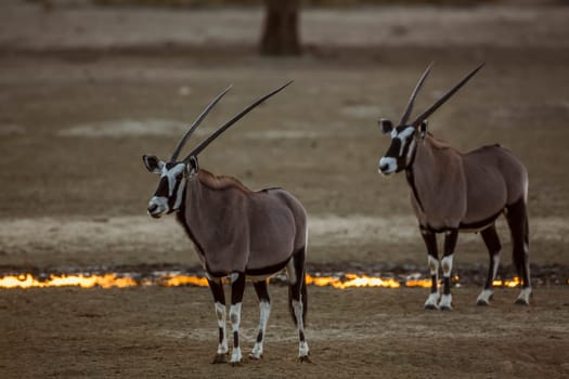 Two South African Oryx standing at waterhole at sunset in Kgalagadi transfrontier park, South Africa; specie Oryx gazella family of Bovidae