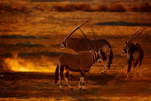 Three South African Oryx in waterhole at sunset in Kgalagadi transfrontier park, South Africa; specie Oryx gazella family of Bovidae