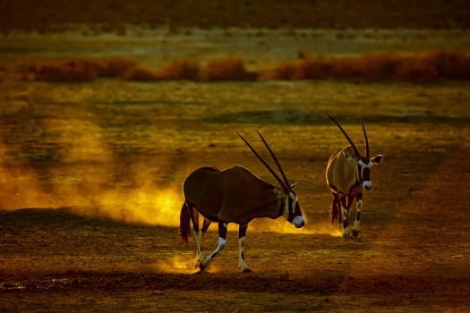 Two South African Oryx in waterhole at sunset in Kgalagadi transfrontier park, South Africa; specie Oryx gazella family of Bovidae