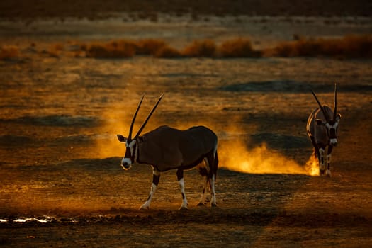 Two South African Oryx in waterhole at sunset in Kgalagadi transfrontier park, South Africa; specie Oryx gazella family of Bovidae