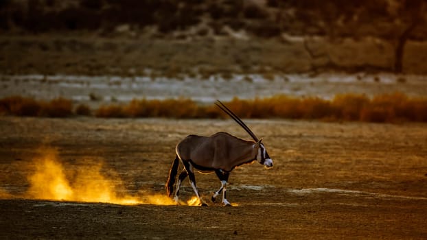 South African Oryx walking in sand at sunset in Kgalagadi transfrontier park, South Africa; specie Oryx gazella family of Bovidae