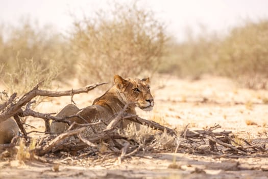 African lioness lying down rear view in Kgalagadi transfrontier park, South Africa; Specie panthera leo family of felidae