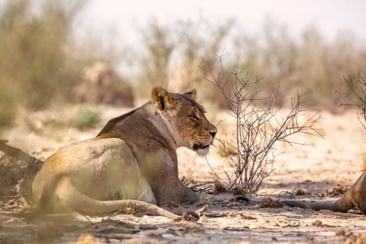 African lioness lying down rear view in Kgalagadi transfrontier park, South Africa; Specie panthera leo family of felidae