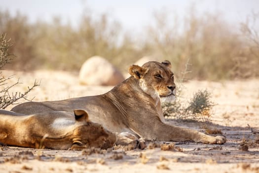 Two African lioness resting in dry land in Kgalagadi transfrontier park, South Africa; Specie panthera leo family of felidae