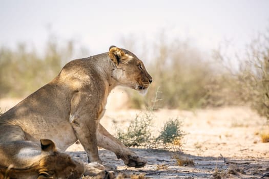 African lioness standing up in Kgalagadi transfrontier park, South Africa; Specie panthera leo family of felidae