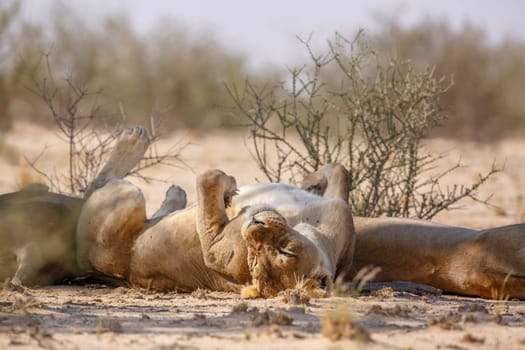 African lioness sleeping up side down in Kgalagadi transfrontier park, South Africa; Specie panthera leo family of felidae