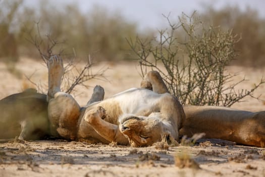 African lioness sleeping up side down in Kgalagadi transfrontier park, South Africa; Specie panthera leo family of felidae