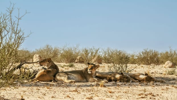 Four African lioness resting in dry land in Kgalagadi transfrontier park, South Africa; Specie panthera leo family of felidae