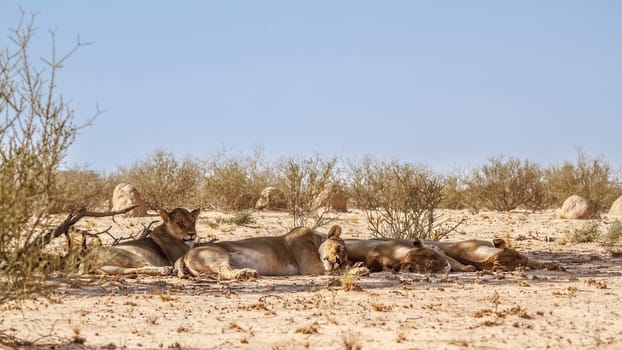 Four African lioness resting in dry land in Kgalagadi transfrontier park, South Africa; Specie panthera leo family of felidae