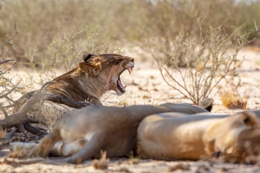 African lioness lying down and yawning in Kgalagadi transfrontier park, South Africa; Specie panthera leo family of felidae