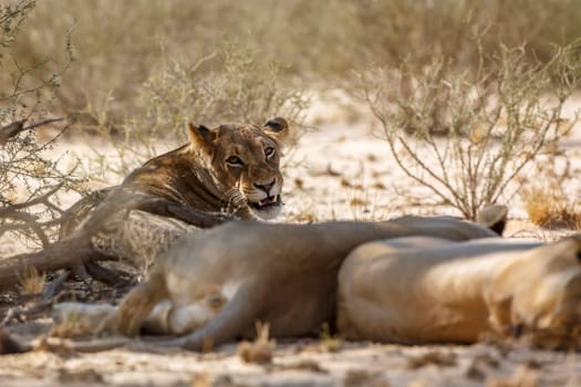 African lioness resting and looking at cameraç in Kgalagadi transfrontier park, South Africa; Specie panthera leo family of felidae