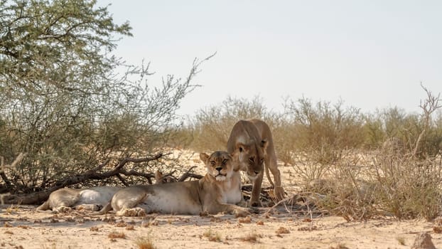 Three African lioness resting in bush shadows in Kgalagadi transfrontier park, South Africa; Specie panthera leo family of felidae