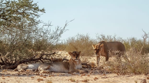 Three African lioness resting in bush shadows in Kgalagadi transfrontier park, South Africa; Specie panthera leo family of felidae