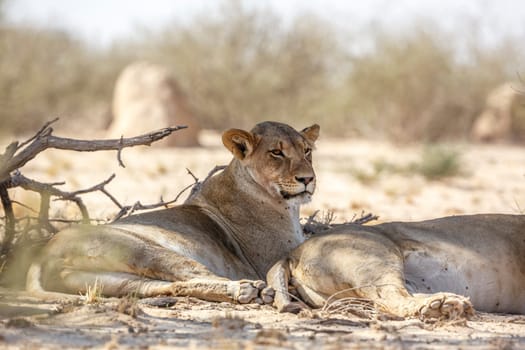 Two African lioness resting in dry land in Kgalagadi transfrontier park, South Africa; Specie panthera leo family of felidae