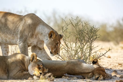 Three African lioness resting in dry land in Kgalagadi transfrontier park, South Africa; Specie panthera leo family of felidae