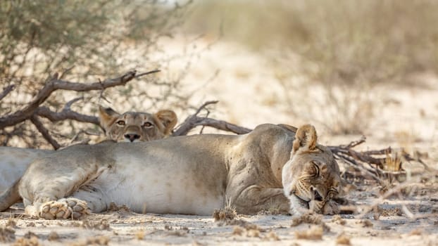 Two African lioness resting in dry land in Kgalagadi transfrontier park, South Africa; Specie panthera leo family of felidae