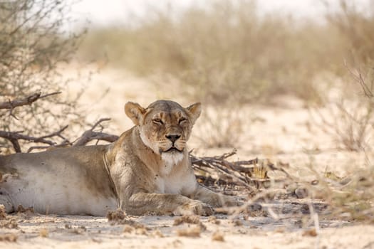 African lioness resting in dry land in Kgalagadi transfrontier park, South Africa; Specie panthera leo family of felidae