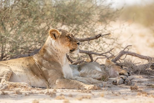 Two African lioness resting in dry land in Kgalagadi transfrontier park, South Africa; Specie panthera leo family of felidae