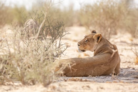 African lioness resting in dry land in Kgalagadi transfrontier park, South Africa; Specie panthera leo family of felidae