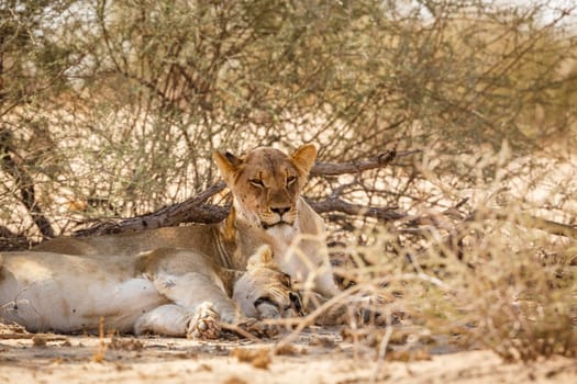 Two African lioness resting in dry land in Kgalagadi transfrontier park, South Africa; Specie panthera leo family of felidae