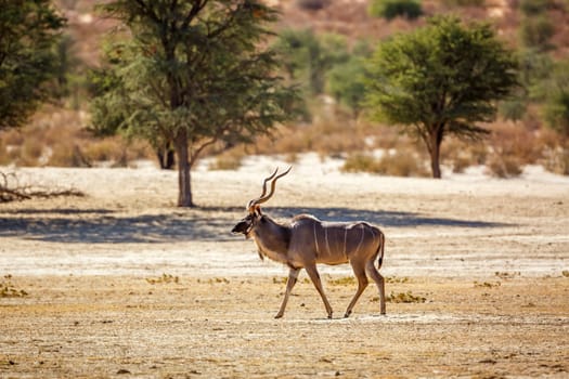 Greater kudu male walking in dry land in Kgalagadi transfrontier park, South Africa; Specie Tragelaphus strepsiceros family of Bovidae