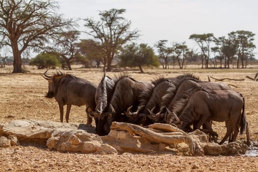 Group of Blue wildebeest drinking at waterhole in Kgalagadi transfrontier park, South Africa ; Specie Connochaetes taurinus family of Bovidae