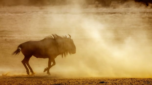 Blue wildebeest running in sand dry land in Kgalagadi transfrontier park, South Africa ; Specie Connochaetes taurinus family of Bovidae