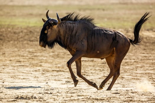 Blue wildebeest running in sand dry land in Kgalagadi transfrontier park, South Africa ; Specie Connochaetes taurinus family of Bovidae