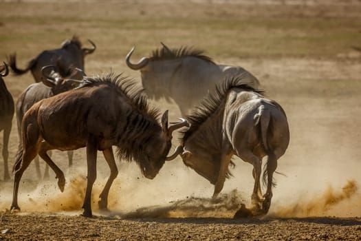 Two Blue wildebeest dueling in sand dry land in Kgalagadi transfrontier park, South Africa ; Specie Connochaetes taurinus family of Bovidae