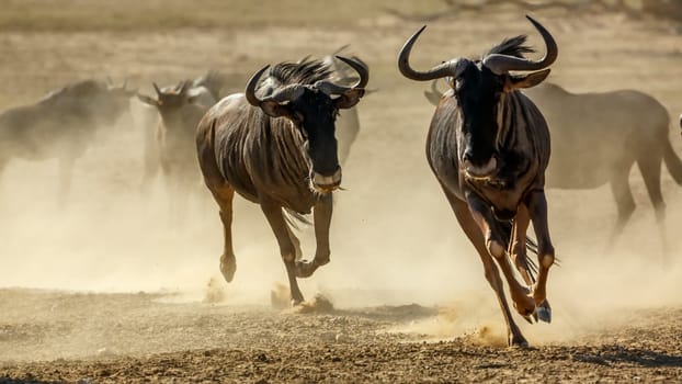 Two Blue wildebeest running front view in sand dry land in Kgalagadi transfrontier park, South Africa ; Specie Connochaetes taurinus family of Bovidae