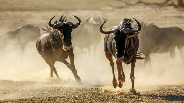 Two Blue wildebeest running front view in sand dry land in Kgalagadi transfrontier park, South Africa ; Specie Connochaetes taurinus family of Bovidae