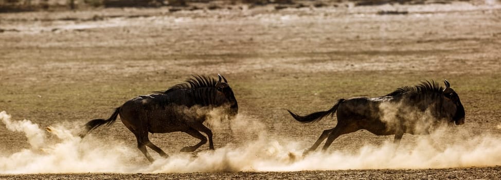 Blue wildebeest running in sand dry land in Kgalagadi transfrontier park, South Africa ; Specie Connochaetes taurinus family of Bovidae