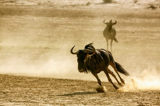 Two Blue wildebeest running in fight in sand dry land in Kgalagadi transfrontier park, South Africa ; Specie Connochaetes taurinus family of Bovidae