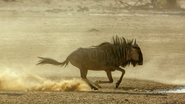 Blue wildebeest running in sand dry land in Kgalagadi transfrontier park, South Africa ; Specie Connochaetes taurinus family of Bovidae