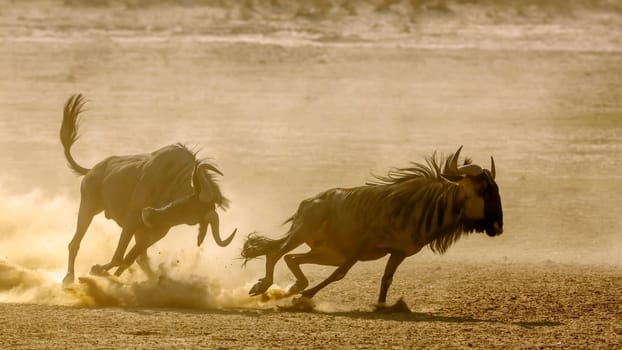 Two Blue wildebeest running in fight in sand dry land in Kgalagadi transfrontier park, South Africa ; Specie Connochaetes taurinus family of Bovidae