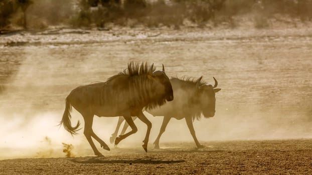 Two Blue wildebeest running in fight in sand dry land in Kgalagadi transfrontier park, South Africa ; Specie Connochaetes taurinus family of Bovidae