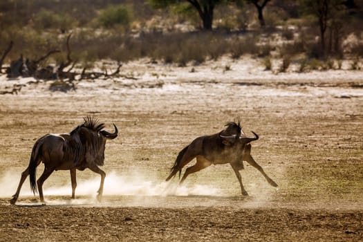 Two Blue wildebeest running in fight in sand dry land in Kgalagadi transfrontier park, South Africa ; Specie Connochaetes taurinus family of Bovidae